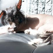 Chinese crested hårløs Jinx (Jinxie) *RIP*