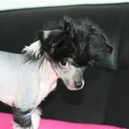 Chinese crested hårløs Jinx (Jinxie) *RIP*