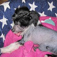 Chinese crested hårløs Jinx (Jinxie) *RIP*