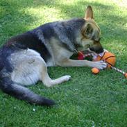 Schæferhund Sjaiko