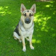 Schæferhund Sjaiko