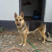 Schæferhund Sjaiko