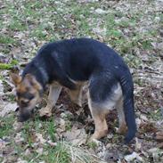 Schæferhund Sjaiko