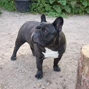 Fransk bulldog Jaficas Balzac  R.I.P