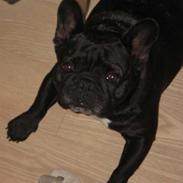 Fransk bulldog Jaficas Balzac  R.I.P