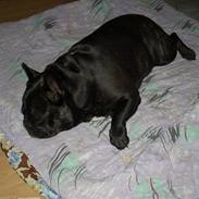 Fransk bulldog Jaficas Balzac  R.I.P