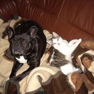 Fransk bulldog Jaficas Balzac  R.I.P