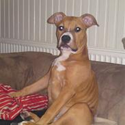 Amerikansk staffordshire terrier Bali