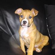 Amerikansk staffordshire terrier Bali