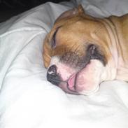 Amerikansk staffordshire terrier Bali