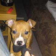 Amerikansk staffordshire terrier Bali