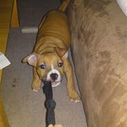 Amerikansk staffordshire terrier Bali