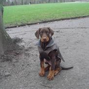 Dobermann Sari