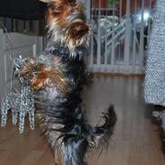 Yorkshire terrier Gizmo