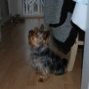 Yorkshire terrier Gizmo
