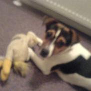 Dansk svensk gaardhund Bella den smukke<3