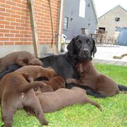 Labrador retriever albert:)