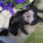 Labrador retriever albert:)