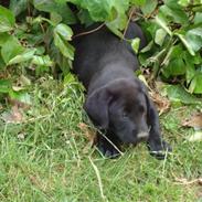 Labrador retriever albert:)