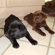 Labrador retriever albert:)