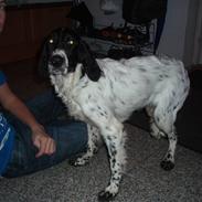 Engelsk setter Nordvestjyden`s Duana