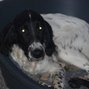 Engelsk setter Nordvestjyden`s Duana