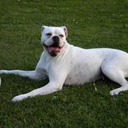 Amerikansk bulldog Micha R.I.P 2010