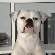 Amerikansk bulldog Micha R.I.P 2010