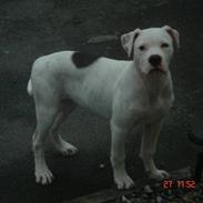 Amerikansk bulldog Kettner`s Fiona