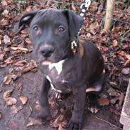 Amerikansk staffordshire terrier Nismo