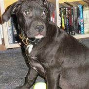 Amerikansk staffordshire terrier Nismo