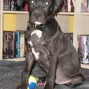Amerikansk staffordshire terrier Nismo