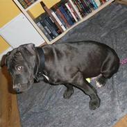 Amerikansk staffordshire terrier Nismo