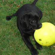 Labrador retriever Sille