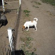 Jack russell terrier emma