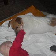 Jack russell terrier emma