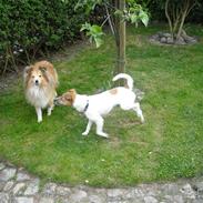 Jack russell terrier emma
