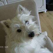 West highland white terrier Liv
