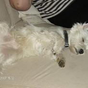West highland white terrier Liv