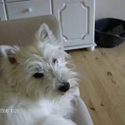 West highland white terrier Liv