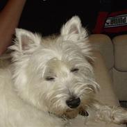 West highland white terrier Liv