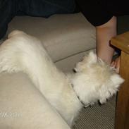 West highland white terrier Liv