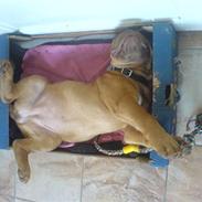 Dogue de bordeaux Bea