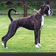 Boxer EL-GRECO VOM ARKADIUS