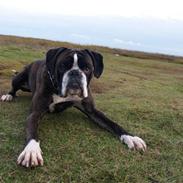 Boxer EL-GRECO VOM ARKADIUS