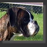 Boxer EL-GRECO VOM ARKADIUS