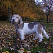 Petit basset griffon wendéen Rosa