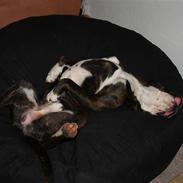 Boxer EL-GRECO VOM ARKADIUS