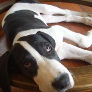 Grand danois Great Bel´s Sash (Minnie)