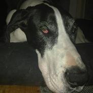 Grand danois Great Bel´s Sash (Minnie)